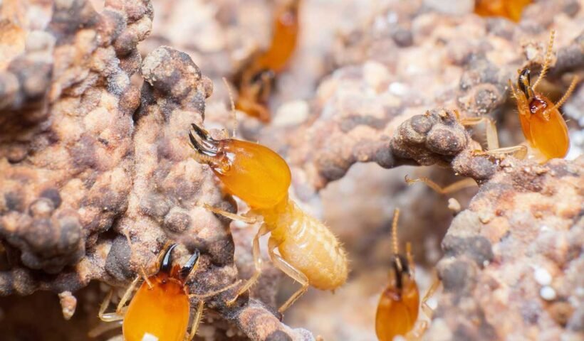 termites pest control near me